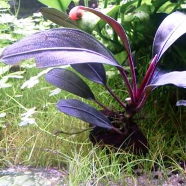 Bucephalandra Pink Lady Nadir Tür Akvaryum Bitkisi 4-6 Yaprak